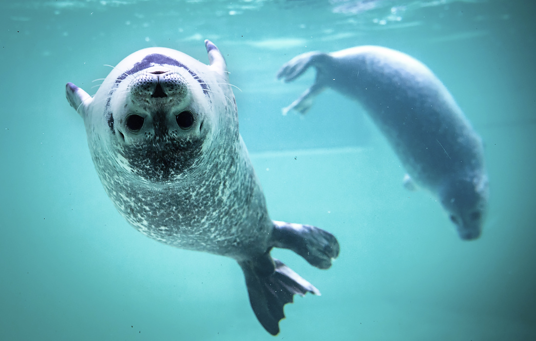 The seals are swimming now