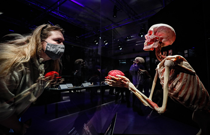     Body Worlds  